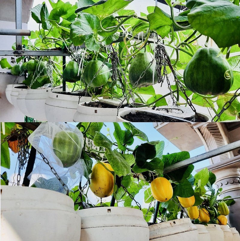 Mùa hè, vườn sum suê bầu, mướp, rau muống, mồng tơi, dưa, cà.