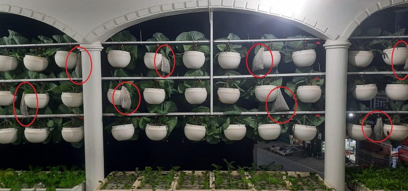 Điều đặc biệt ở khu vườn treo của chị Lan là không hề thấy bóng dáng của sâu, bướm. 