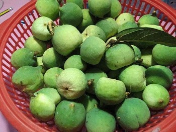 Loại quả rừng nhìn như quả sung, 90% người Việt không biết tên, là nguyên liệu chế biến món thạch trứ danh Cao Bằng