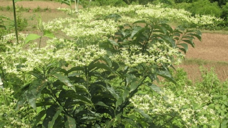 Rau đắng cảy - món rau lạ miệng với những tác dụng bất ngờ cho sức khỏe