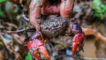 Loài giáp xác “rẻ hơn cua đồng, ngon hơn cua biển” xưa ít người ăn, nay thành đặc sản trên bàn tiệc nhà hàng