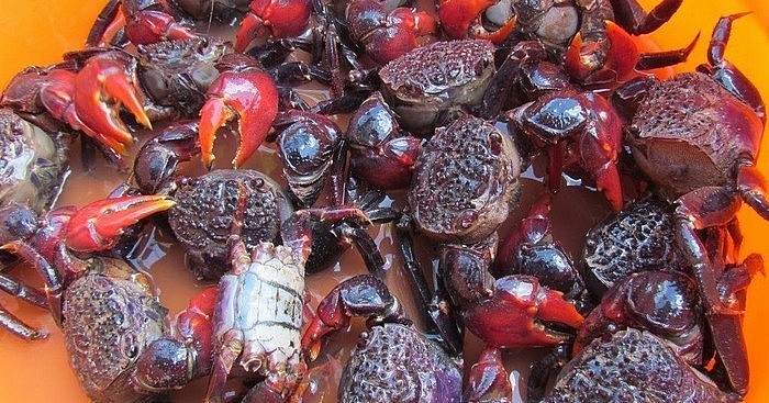 Chù ụ là món ăn giàu canxi Chù ụ là món ăn giàu canxi