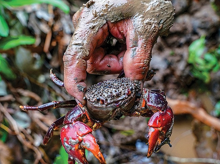 Chù ụ không dễ bắt, phải là người có kinh nghiệm và thực sự khéo léo mới có thể tìm ra được hang của nó Chù ụ không dễ bắt, phải là người có kinh nghiệm và thực sự khéo léo mới có thể tìm ra được hang của nó