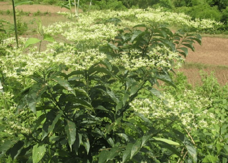 Rau đắng cảy - món rau lạ miệng với những tác dụng bất ngờ cho sức khỏe