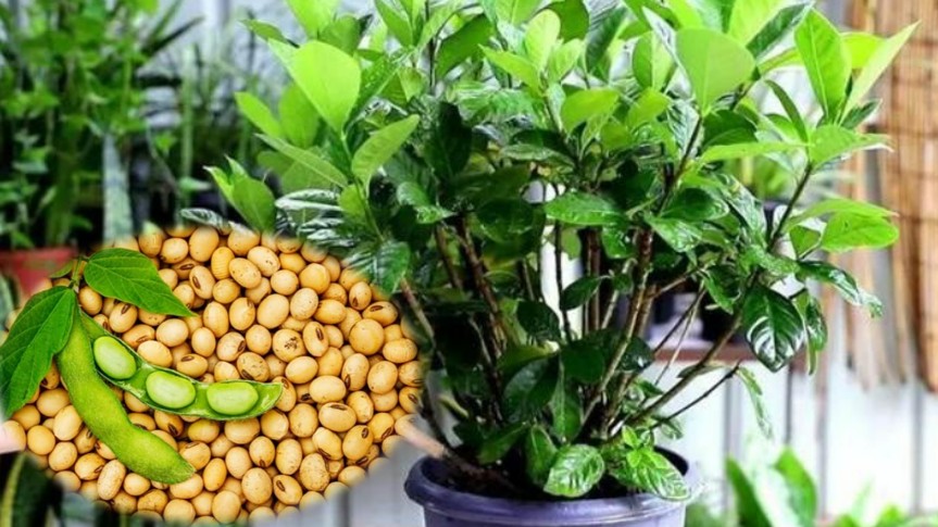 Thứ này là phân đạm tự nhiên, tưới một chút giúp cây cảnh lớn nhanh như thổi