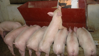 Giá heo hơi hôm nay (02/3) giảm nhẹ ở miền Bắc, người chăn nuôi đối mặt với khó khăn tới khi nào?