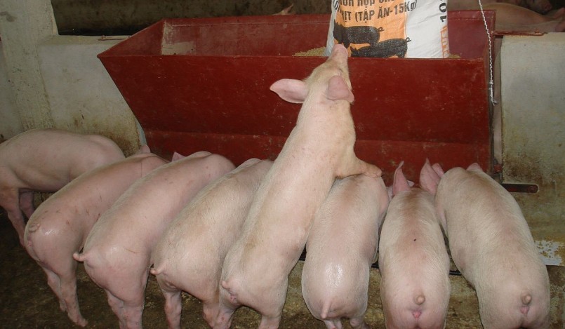 Giá heo hơi hôm nay (02/3), tiếp đà giảm nhẹ 1.000 đồng/kg ở một vài tỉnh, thành miền Bắc. 