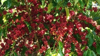 Giá nông sản hôm nay (02/3): Cà phê tăng dựng đứng chạm ngưỡng 48, tiêu giảm mạnh lo tuột mốc 66.000 đồng/kg