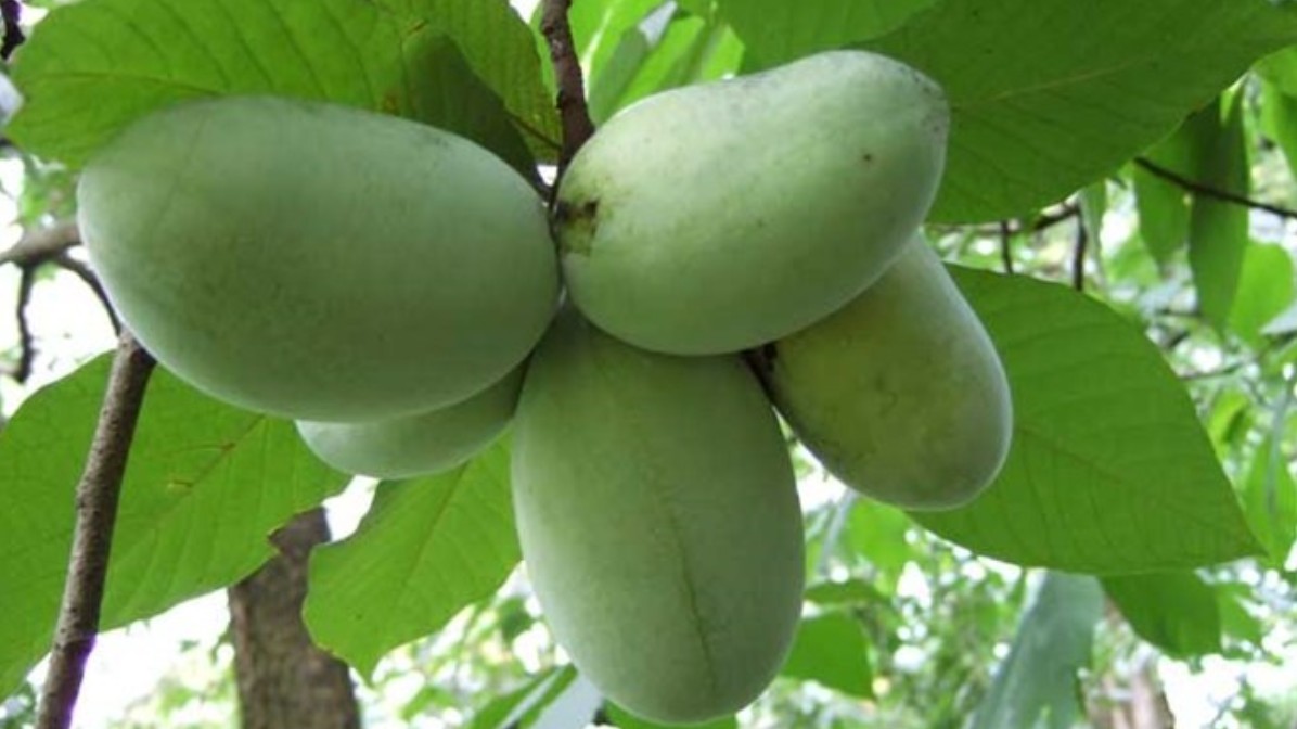 Loại quả “lừa đảo” nhất quả đất, nhìn giống xoài mà không phải xoài