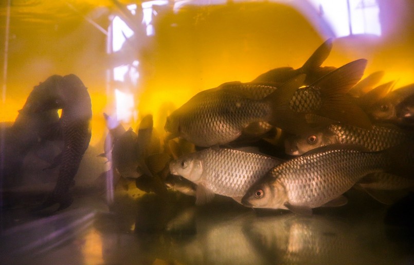 Khu vườn sân thượng được nuôi đến 150 con cá chép. 