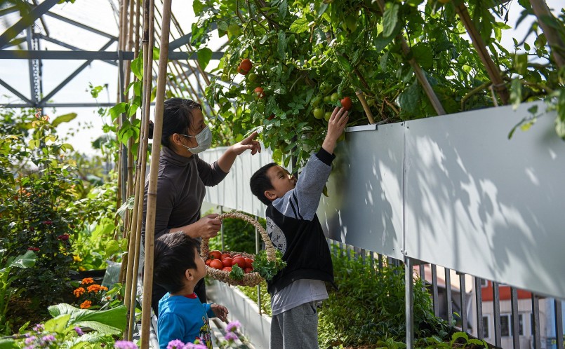 Từ khi  có khu vườn sân thượng đã tạo nên lối sống xanh và lành mạnh hơn.