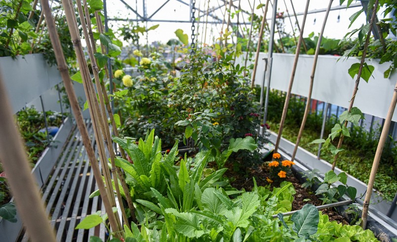 Khu vườn sân thượng trồng xen kẽ giữa nhiều loại cây và phương pháp không đào xới đất. 