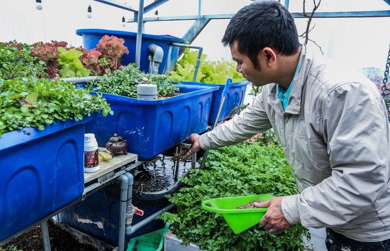 Khu vườn sân thượng trồng cây thủy canh và nuôi cá theo chu kỳ hoàn toàn khép kín.