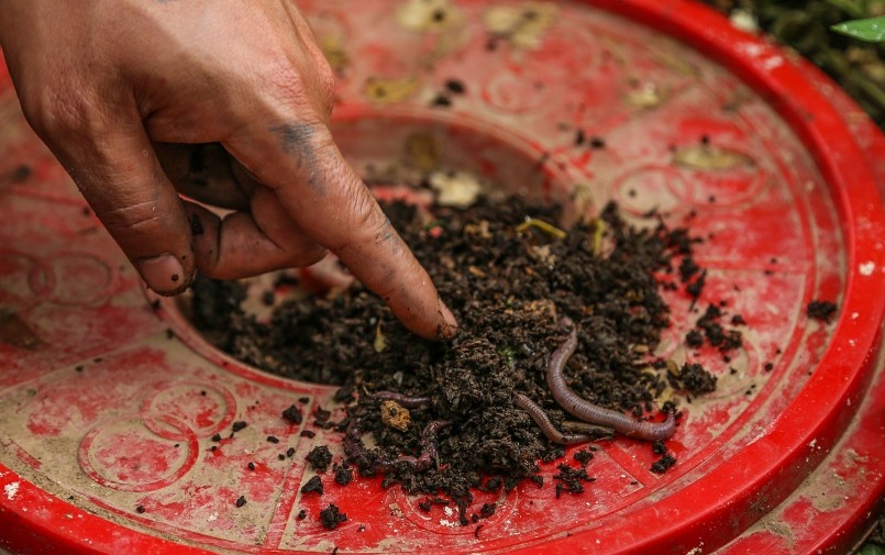Đất có nhiều giun và vi sinh vật khác chứng tỏ đây là đất có độ màu mỡ cao, giúp khu vườn sân thượng luôn xanh tốt.