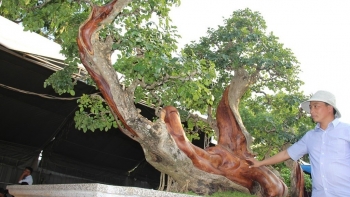 Trắc bonsai cổ thụ siêu độc lạ, khủng cỡ nào mà có giá tiền tỷ?