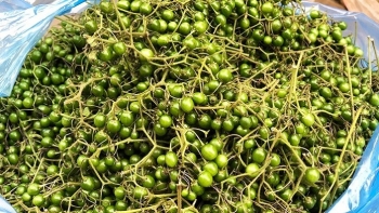 Quả dại mọc đầy nương rẫy, đắng đến nghẹn cả cổ vẫn làm bao người si mê