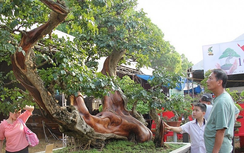 Cây có hình dạng giống đầu rồng đang vẫy mình để bay lên trời cao làm nhiều người yêu thích.  