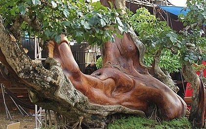 Cây trắc cổ thụ thân lộ màu đỏ au, dáng thế độc đáo.