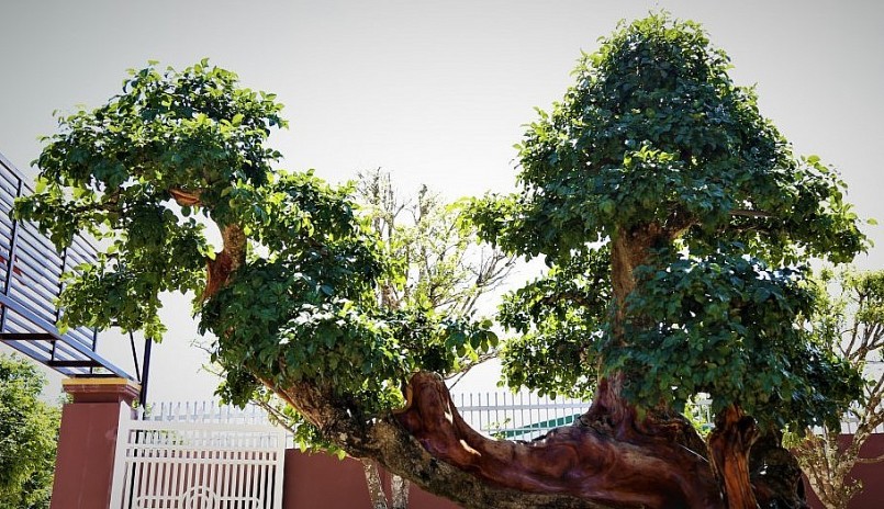 Cây trắc cảnh cổ thụ của anh Toản có năm tuổi thuộc dạng cổ thụ và dáng cây độc lạ nên thu hút giới chơi cây cảnh. 