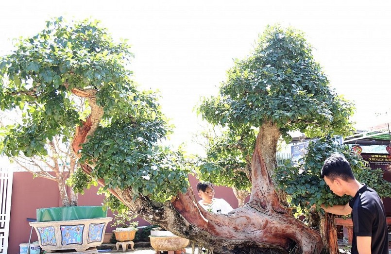 Nhiều người đam mê cây cảnh đã tìm đến nhà anh Toản để hỏi mua nhưng anh này chưa quyết định bán.  