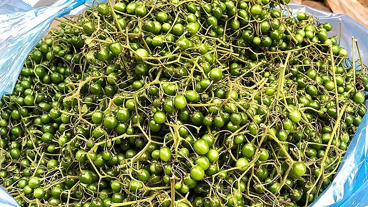 Mắc nhung tươi, sạch được bà con thu hái sau vụ lúa mùa