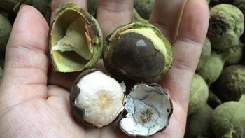 Loại quả rừng xấu lạ nhưng dễ gây nghiện, muốn ăn phải dùng búa, bổ như hạt óc chó là đặc sản Điện Biên