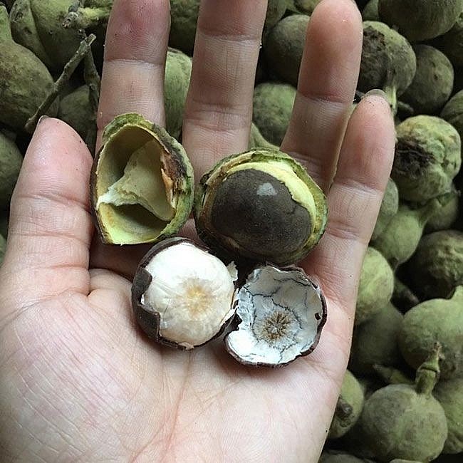 Quả mắc ten dùng luộc ăn ngay, hầm gà, hầm xương hay làm sữa hạt đều rất bùi béo