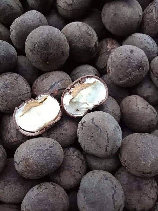 Phải dùng búa lấy hạt mắc te