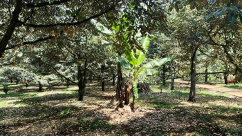 Vướng những lỗi rất "trời ơi" nhiều vùng sầu riêng ở Việt Nam không được cấp mã số