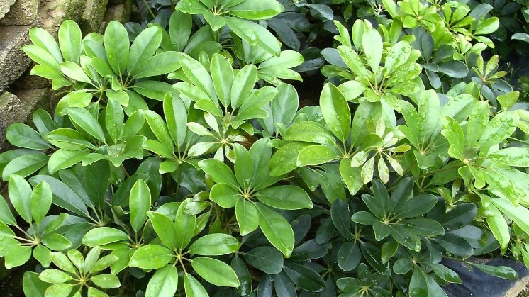 Ngũ gia bì - Vị thuốc quý trong y học cổ truyền chữa cảm sốt, đau nhức xương