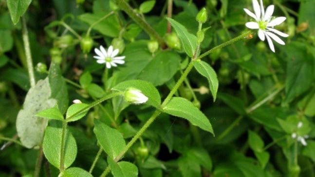 Một số bài thuốc hữu ích từ cây rau xương cá không phải ai cũng biết