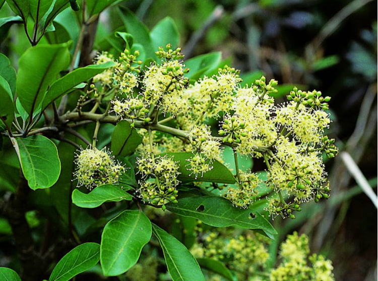 Hoa ngũ gia bì chân chim Hoa ngũ gia bì chân chim