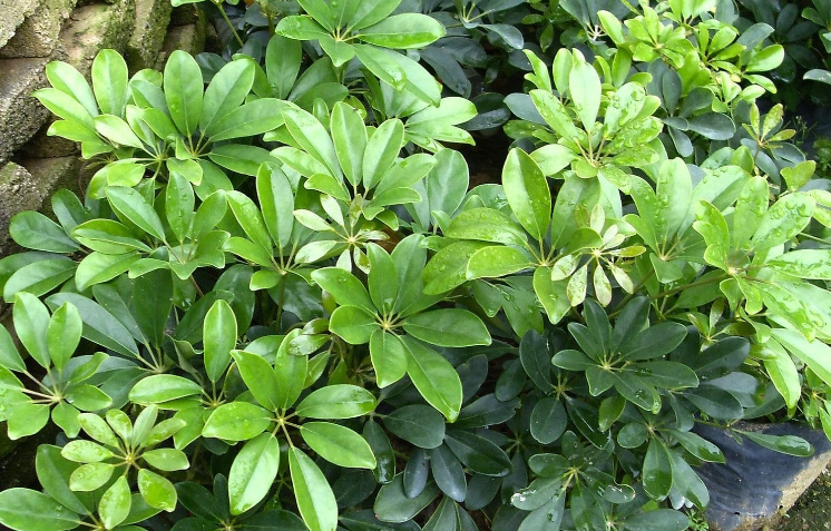 Cây ngũ gia bì chân chim Cây ngũ gia bì chân chim