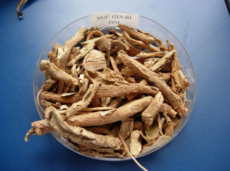 Rễ ngũ gia bì phơi khô Rễ ngũ gia bì phơi khô