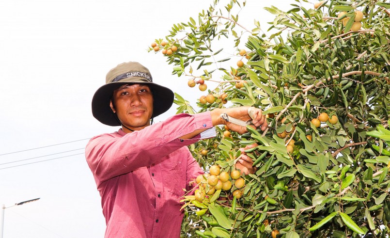 Hai năm nay, anh Trần Hữu Hoài Ân, ở ấp Trang Định thu lợi nhuận hơn 50 triệu đồng từ 100 gốc nhãn trái vụ.