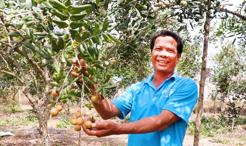 Anh Trần Văn Long chia sẻ kỹ thuật chăm sóc, cắt tỉa cành, bón phân và chong đèn để nhãn ra hoa, đậu quả theo ý người trồng.