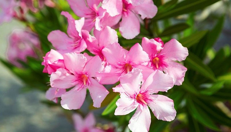 toàn thân trúc đào lại chứa kịch độc 