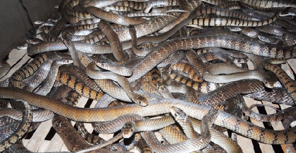 Chuồng nuôi rắn hổ hèo Chuồng nuôi rắn hổ hèo