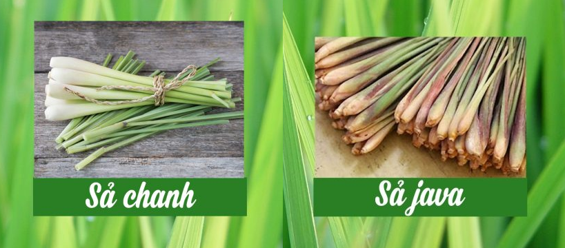 Sả chanh và sả Java