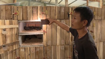 Nuôi con đặc sản ai cũng khiếp, cho ăn đồ rẻ tiền, nuôi 12 tháng bán 600.000 đồng/kg người nuôi thu tiền tỷ