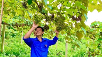 Làm liều biến cây nho dại thành nho vườn trĩu quả khiến nhiều người kinh ngạc