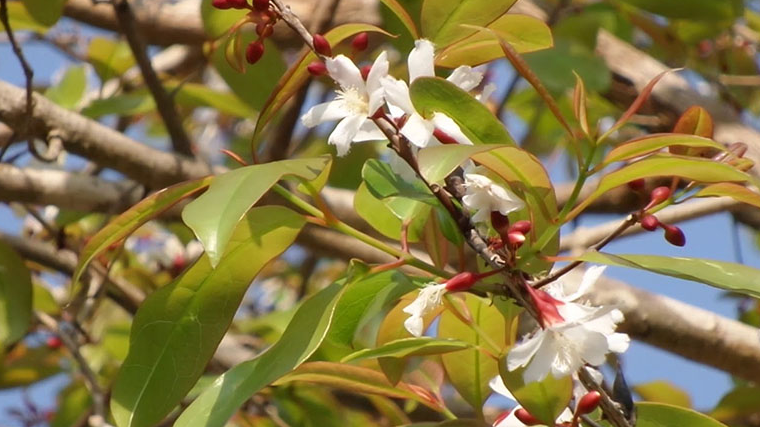Cây thành ngành có hoa màu trắng