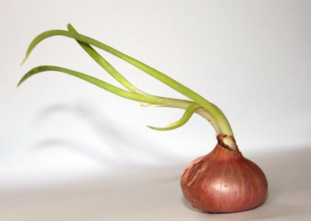 Hành, tỏi mọc mầm không còn đảm bảo sự thơm ngon Hành, tỏi mọc mầm không còn đảm bảo sự thơm ngon