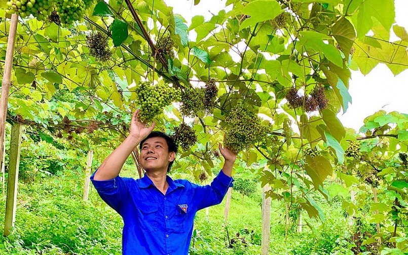 Anh Đồng Chí Nhân là người đầu tiên đưa cây nho dại ở rừng Bảy Núi về thuần hóa.