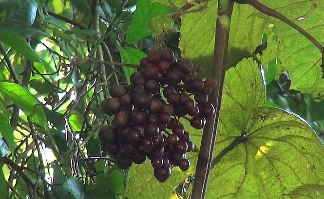 Cây nho dại mong hoan ở vùng Bảy Núi.