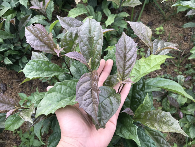 Cây xạ đen là loại dược liệu đặc biệt tại Việt Nam Cây xạ đen là loại dược liệu đặc biệt tại Việt Nam