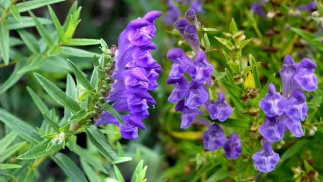 Bán chi liên - Vị thuốc quý hỗ trợ điều trị bệnh ung thư