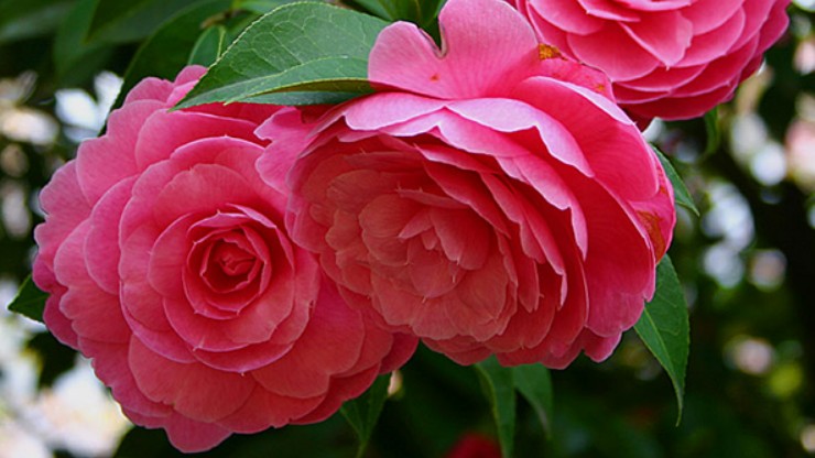 Những loại hoa "đốt tiền", mua được nhưng không nuôi nổi, nhà giàu cũng chớ dại rước về