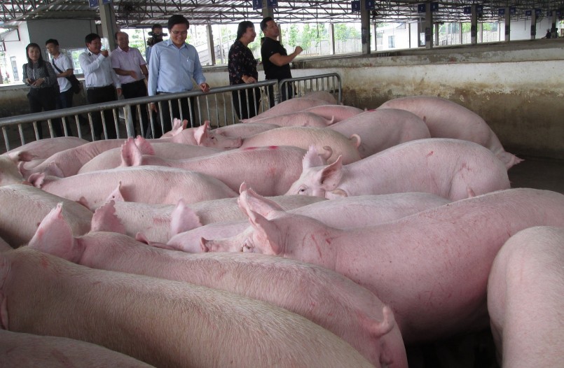 Giá heo hơi hôm nay (03/3) đà giảm hãm lại quanh mốc 47.000 - 52.000 đồng/kg.  