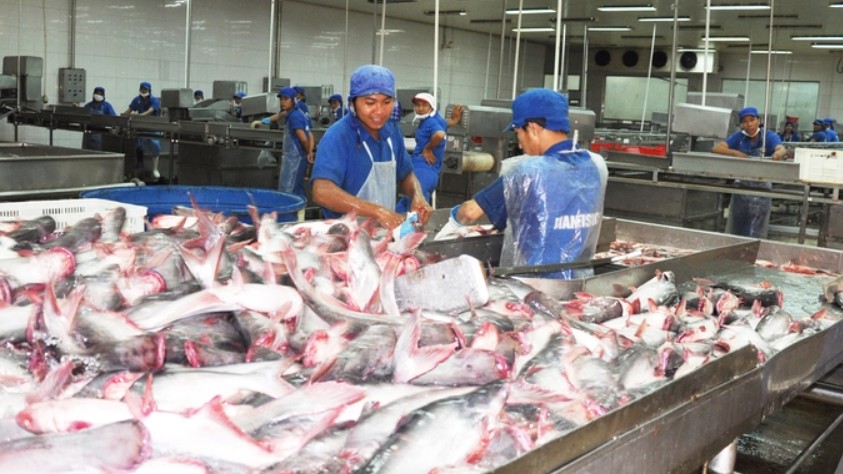 Cá tra Việt Nam có tín hiệu tốt ở những thị trường bị lạm phát cao